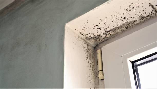 Trusted Swifton, AR Mold Removal Experts